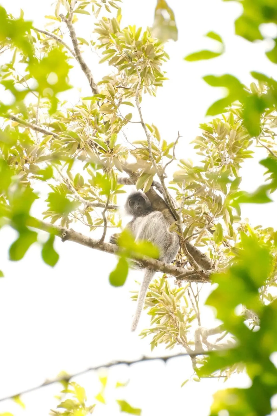 Leaf monkey in the rainforest canopy