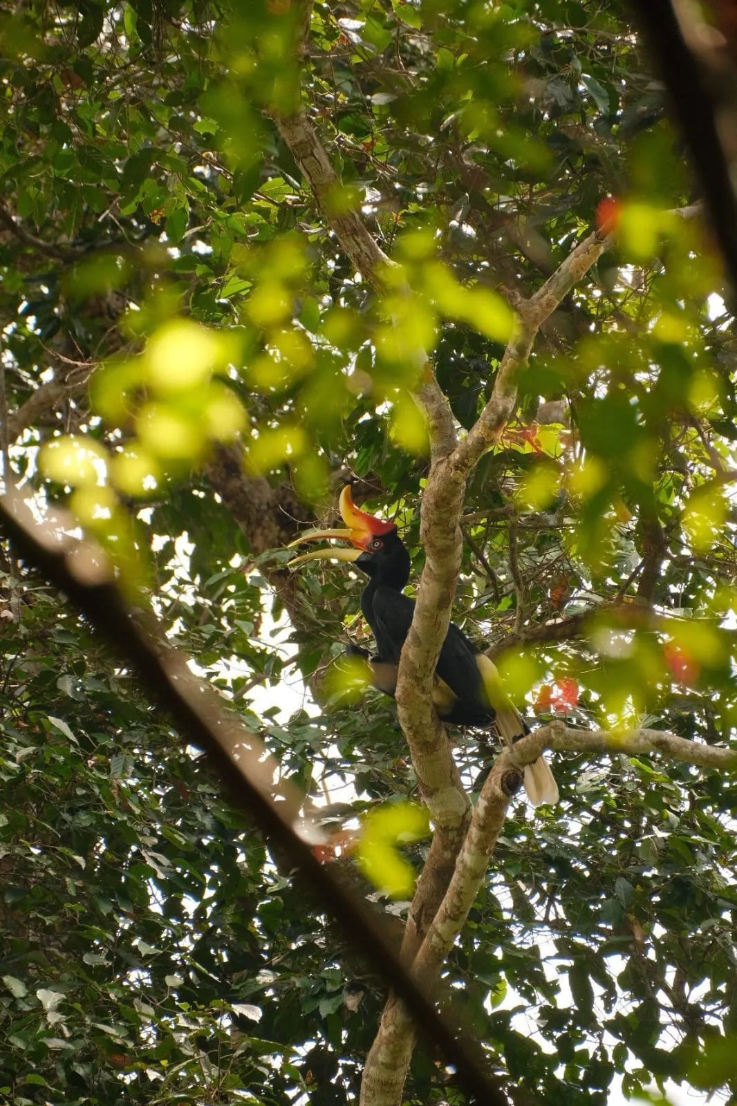 Orangutan moving through the upper canopy