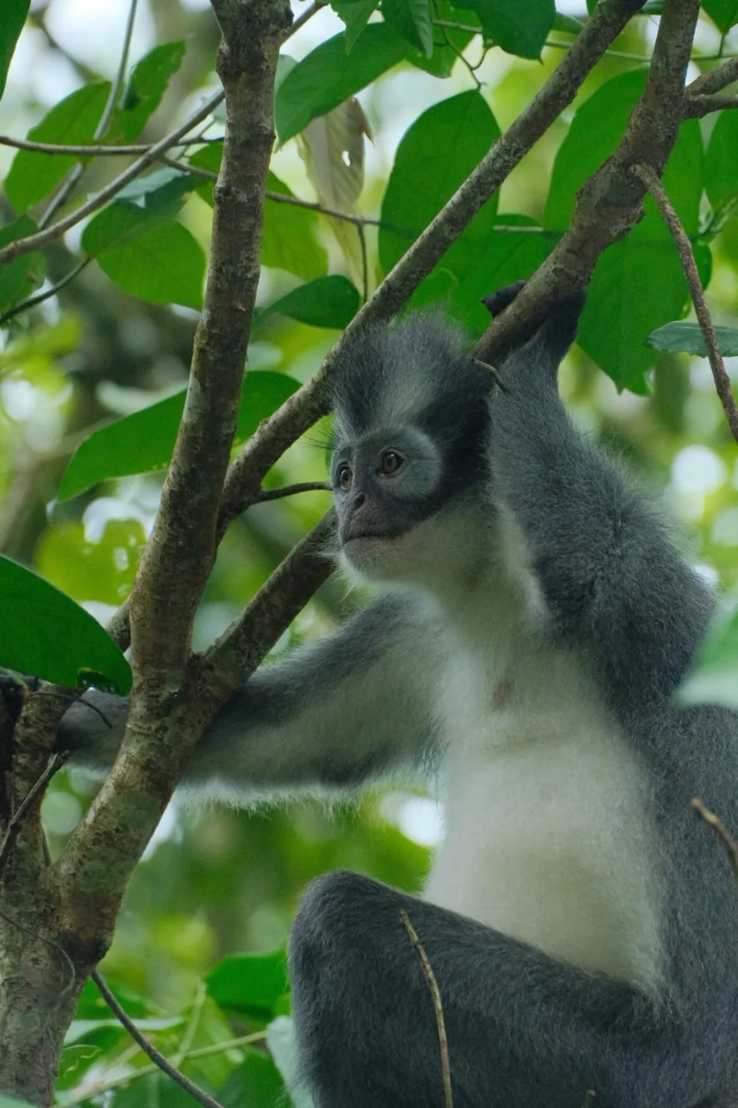 Leaf monkey resting among the trees