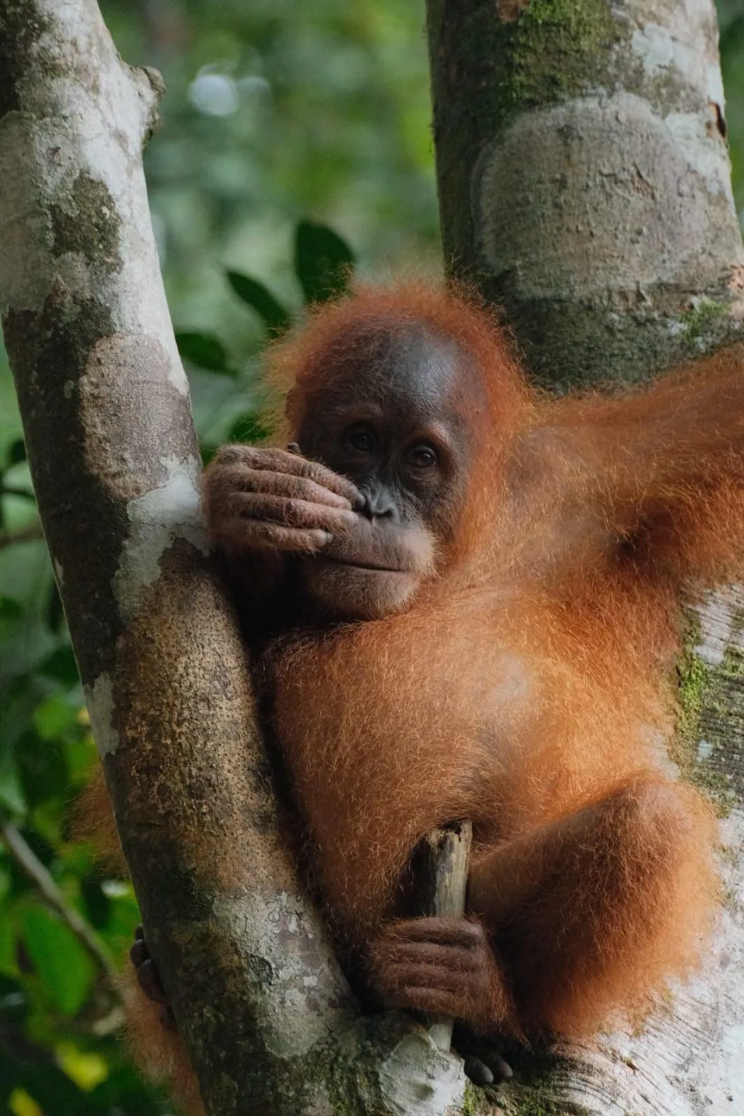 Orangutan on a tree trunk