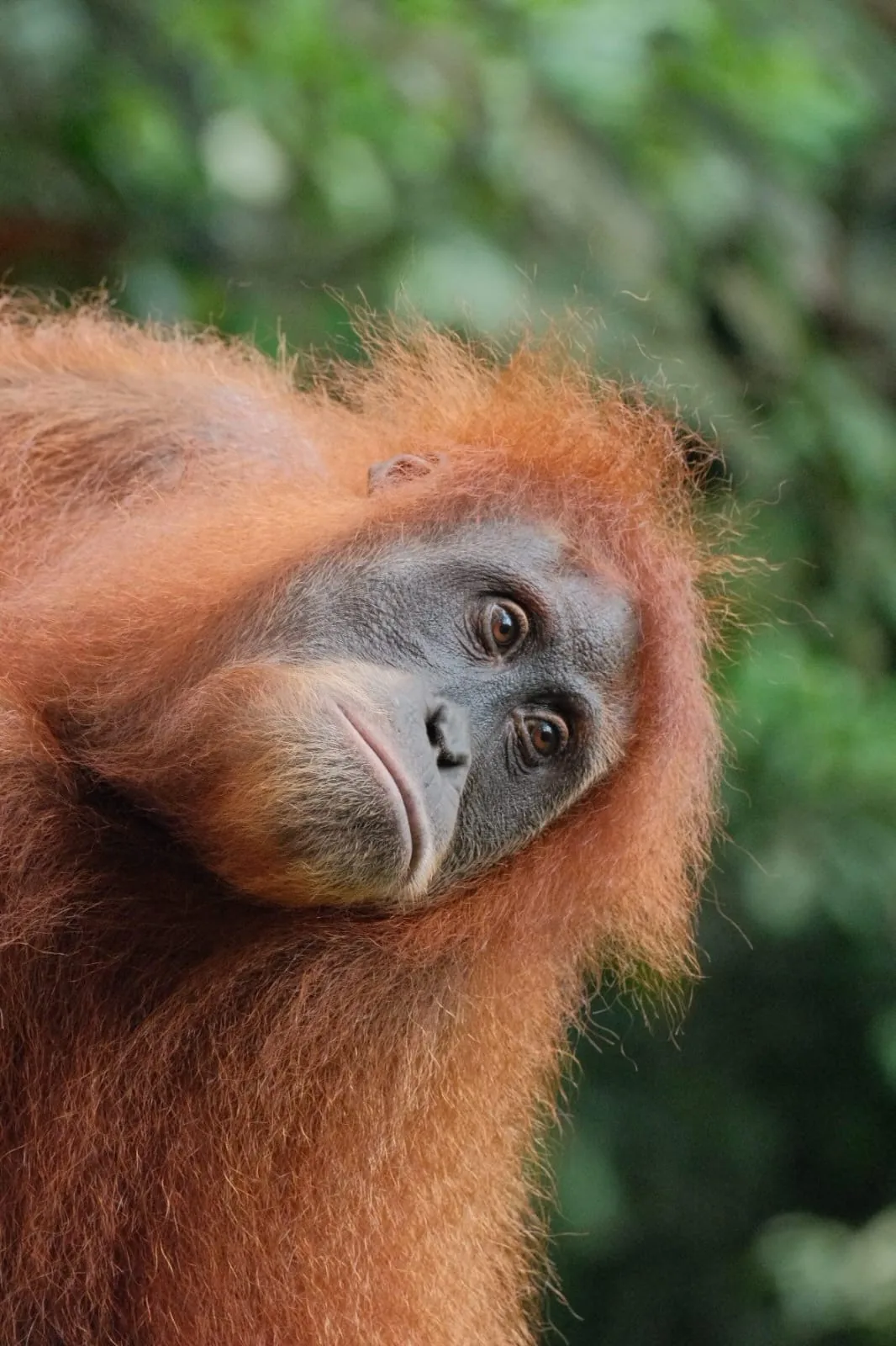 Close-up orangutan portrait in Bukit Lawang