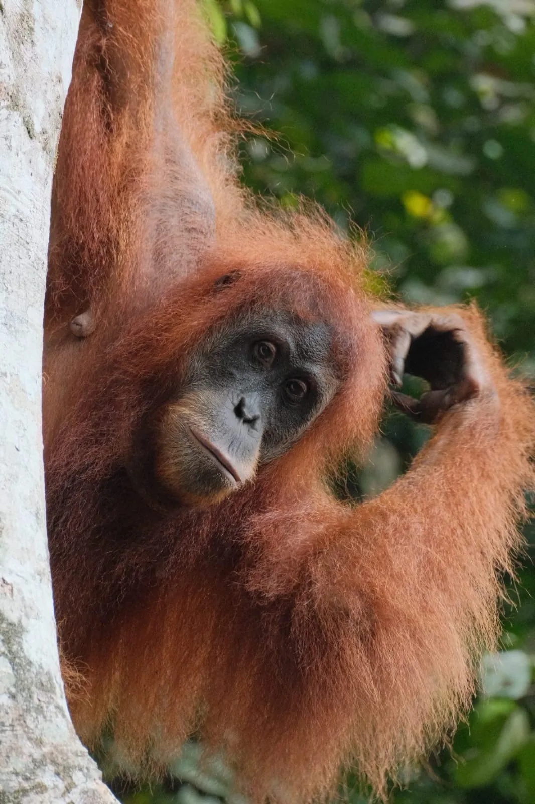Young orangutan peeking from behind a trunk