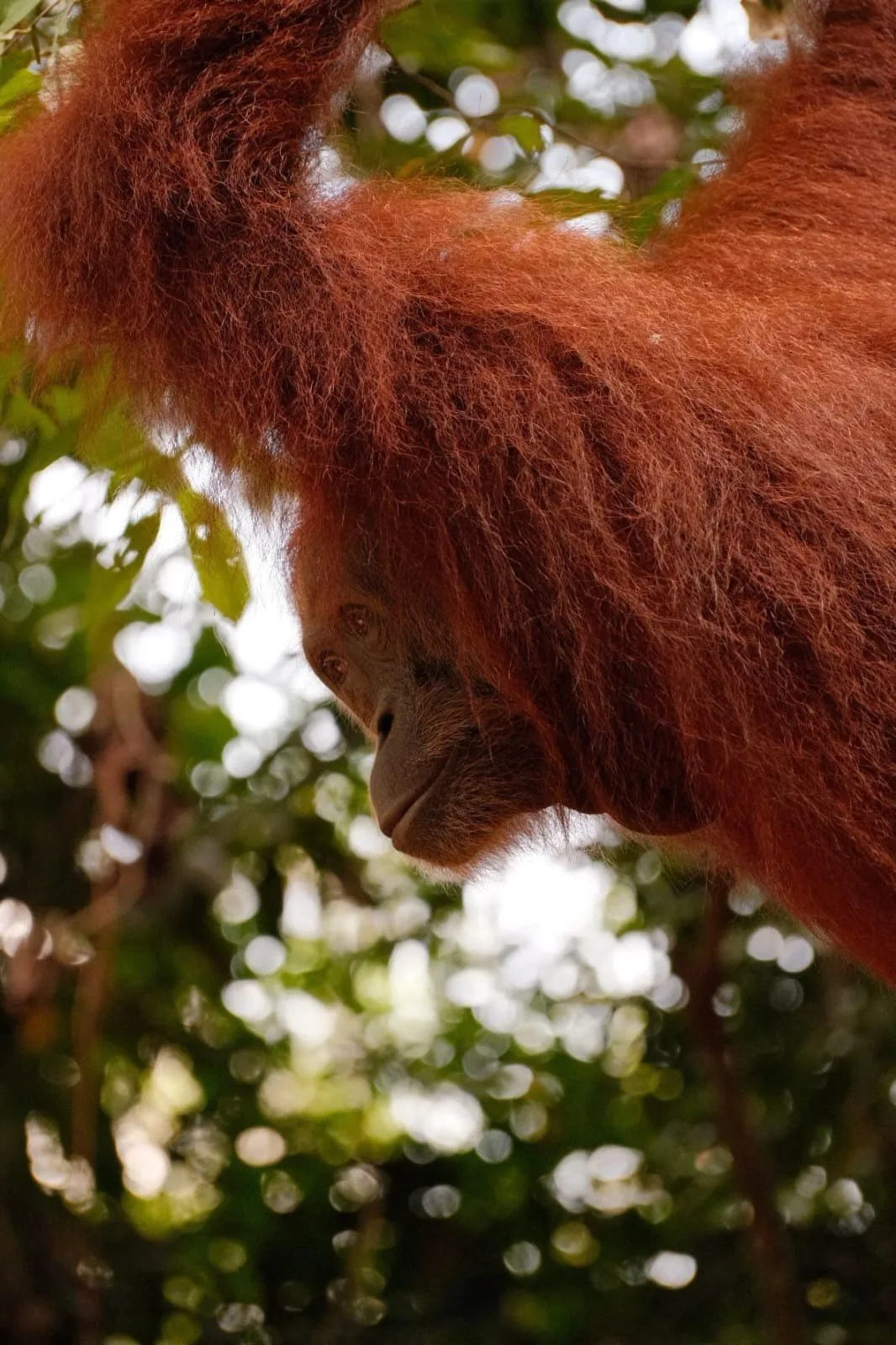 Orangutan with long orange fur in the canopy
