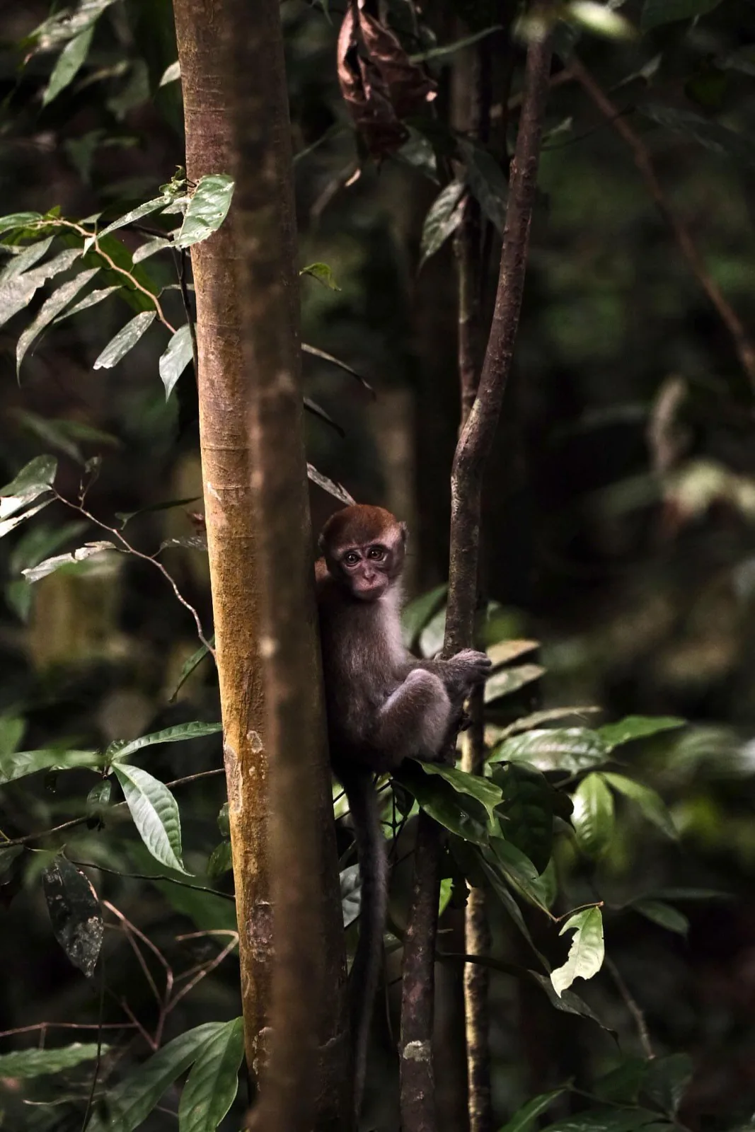 Baby orangutan in the trees